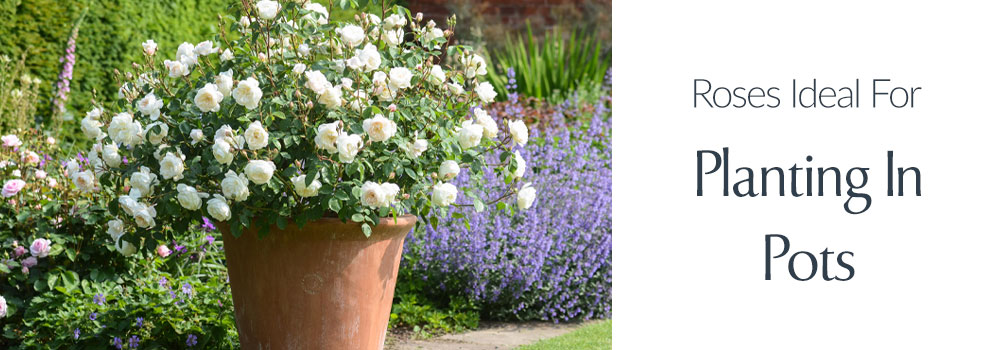 View Roses Ideal For Planting In Pots